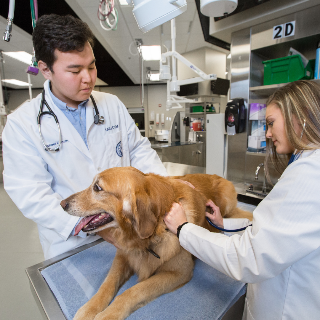 two people examining a dog 